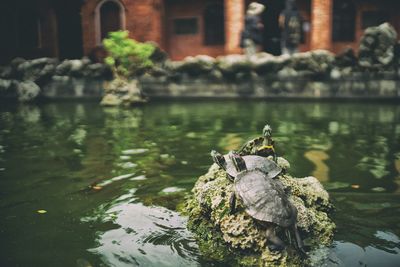 Turtles sun tanning in pond