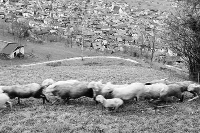 Sheep in a field