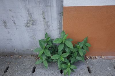 Plant growing on against wall