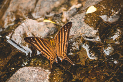 High angle view of butterfly on rock