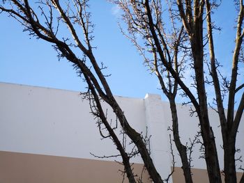 Low angle view of tree against clear sky