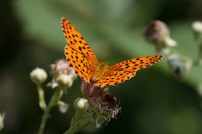 Close-up of butterfly pollinating on flower