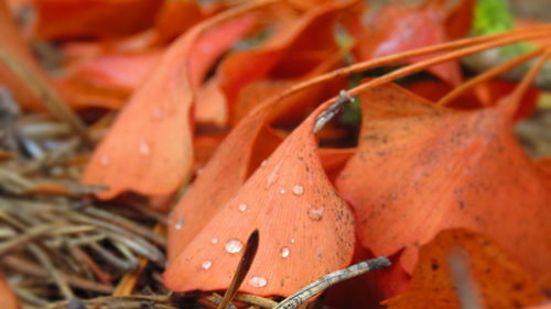 Close-up of raindrops on leaves