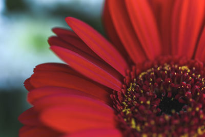 Close-up of red daisy flower