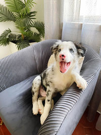 Black heart nose dog