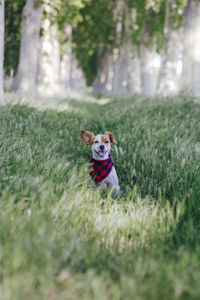 Dog running on grass