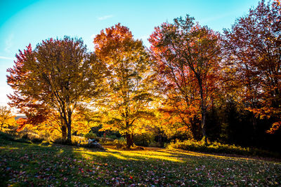 Trees growing in park during autumn