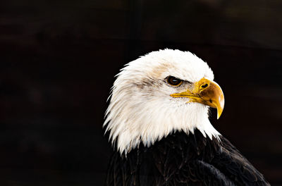 Close-up of eagle against blurred background