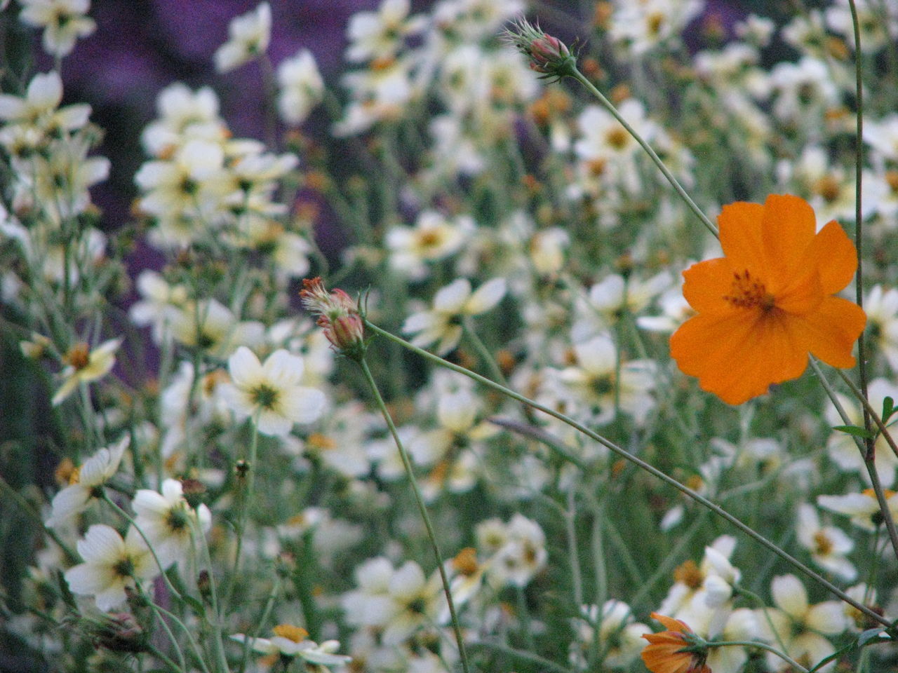 flower, fragility, growth, freshness, beauty in nature, nature, plant, focus on foreground, petal, blooming, close-up, flower head, outdoors, day, in bloom, orange color, stem, one animal, no people, blossom