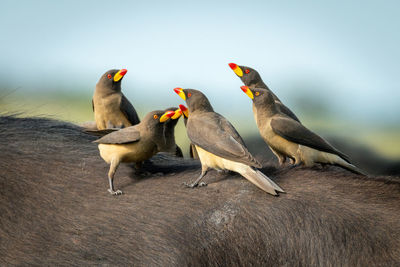 Yellow-billed oxpeckers stand together on cape buffalo