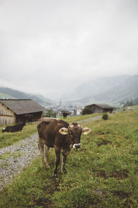 Cows standing in a field