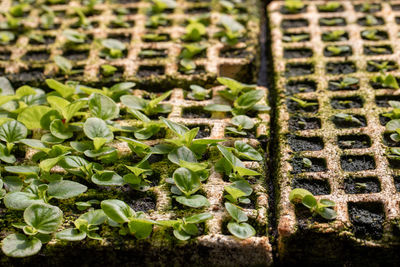 Close-up of fresh green plants growing in farm