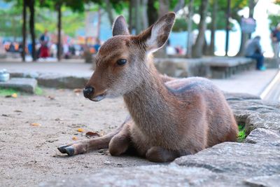 Close-up of deer lying on land