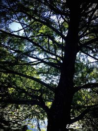 Low angle view of tree in forest