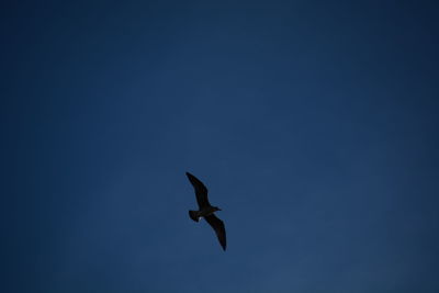 Low angle view of bird flying against clear sky