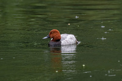 View of duck swimming in lake