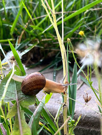 snail