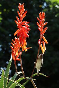 Close-up of orange flower