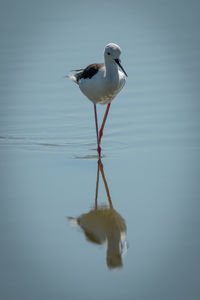 Bird perching on a lake