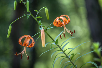 Close-up of tiger lily flowers growing on plant