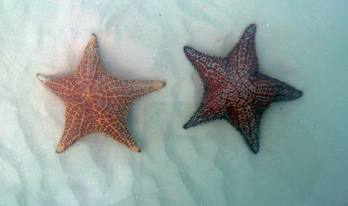 High angle view of starfish in sea