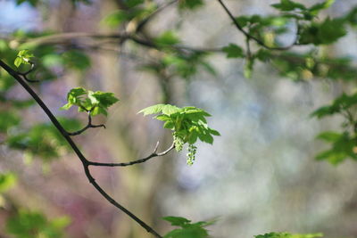 Close-up of flowering plant