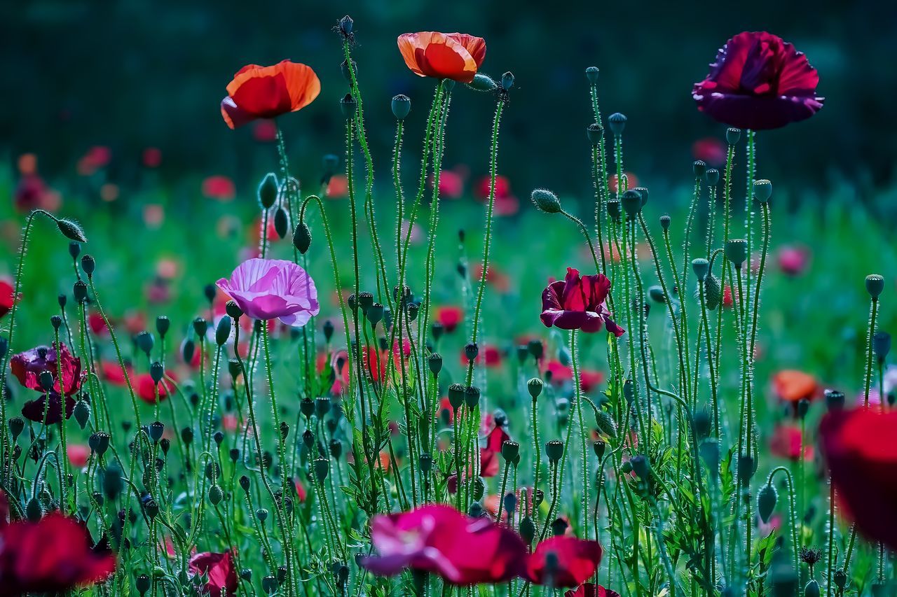 flower, plant, nature, growth, poppy, green color, red, fragility, beauty in nature, no people, field, petal, freshness, outdoors, day, blooming, close-up, grass, flower head, sky