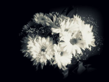 Close-up of white flower over black background