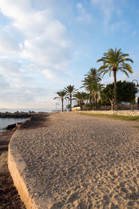 Palm trees on beach against sky