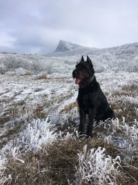 Dog on snow covered land