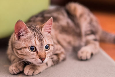 Close-up portrait of tabby kitten