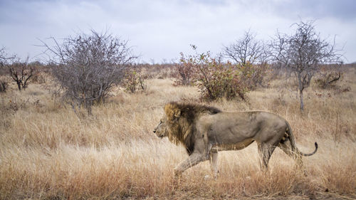 Side view of lion walking on grassy land against sky