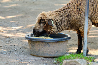 A woolly sheep drinking water at the zoo