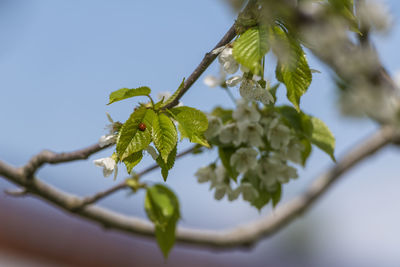 Low angle view of insect on tree against sky