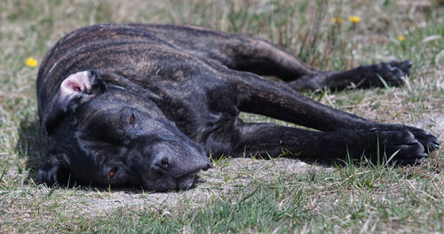 Cane corso relaxing on field