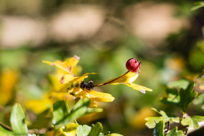 Close-up of yellow flowering plant