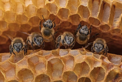 Close-up of bee on the wall