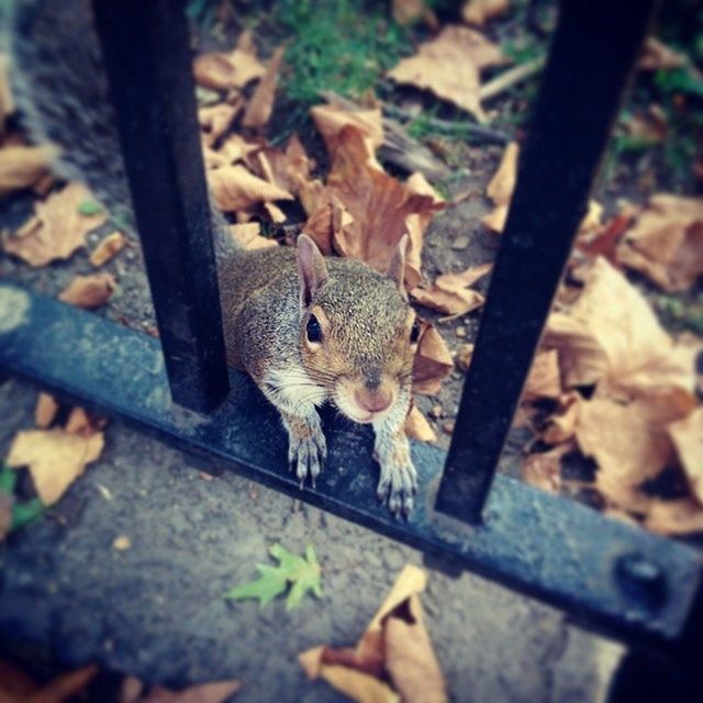 animal themes, one animal, wildlife, animals in the wild, selective focus, bird, squirrel, mammal, outdoors, nature, focus on foreground, vertebrate, full length, day, no people, zoology, leaf, domestic animals, fence, field