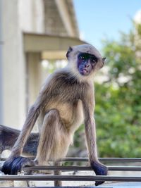 Portrait of monkey sitting outdoors