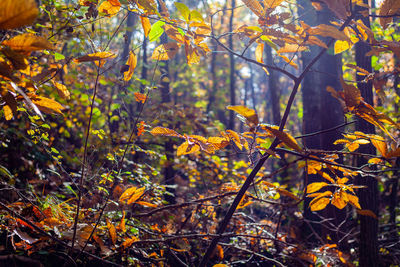 Trees in forest during autumn