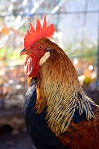 Close-up of rooster