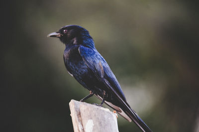 Close-up of bird perching on wood