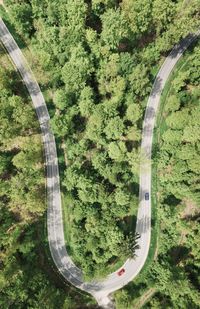 Hairpin curve in lush forest 