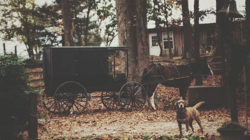 Horse cart on tree