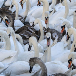 High angle view of swans swimming in lake during winter