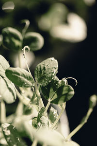 Close-up of flowering plant