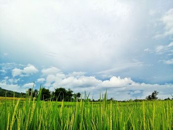 Scenic view of agricultural field against sky