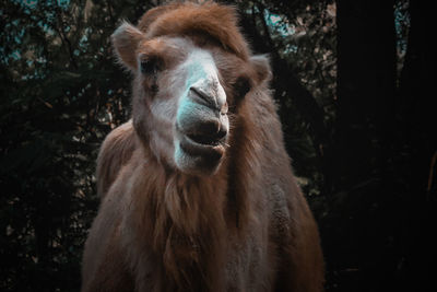 Close-up portrait of a horse in the forest