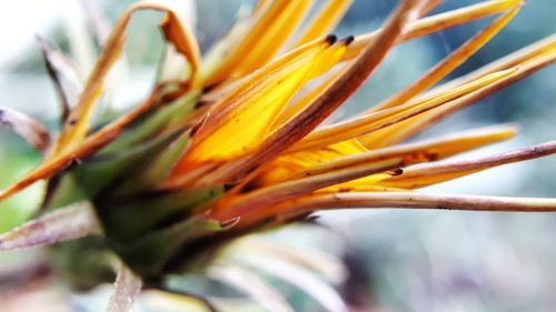 Close-up of yellow flowering plant