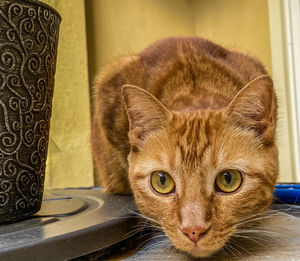 Close-up portrait of a cat at home